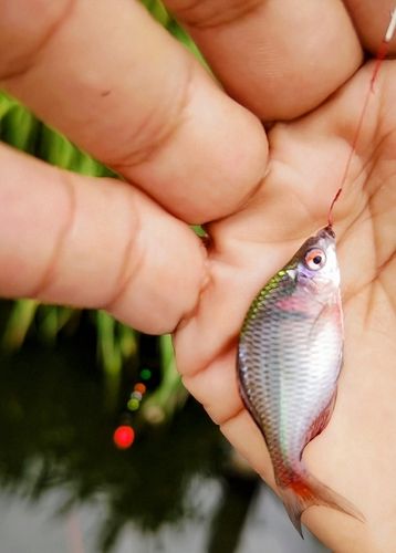 タイリクバラタナゴの釣果
