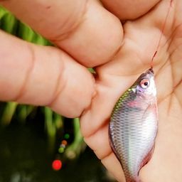 タイリクバラタナゴ