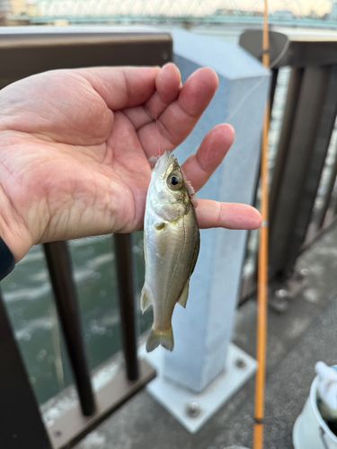 セイゴ（ヒラスズキ）の釣果