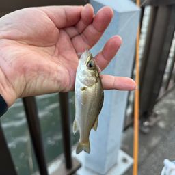 セイゴ（ヒラスズキ）