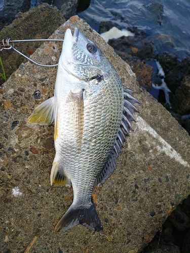 キビレの釣果