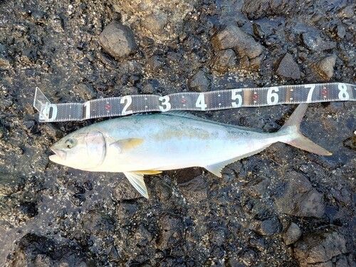 ヒラマサの釣果