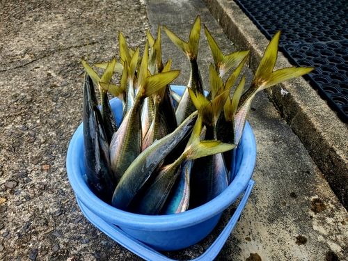 釣果