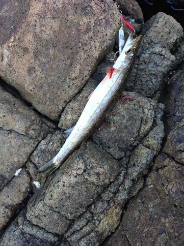 カマスの釣果