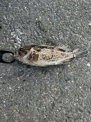 クロソイの釣果