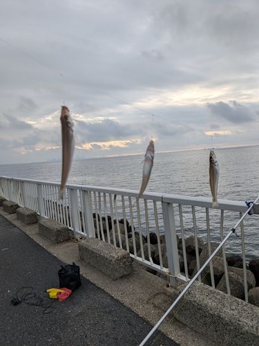 シロギスの釣果