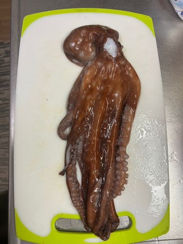 タコの釣果
