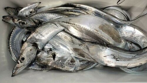 タチウオの釣果
