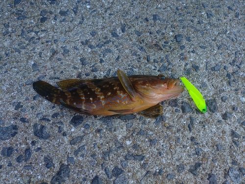 キジハタの釣果