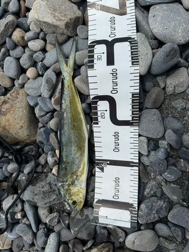 シイラの釣果