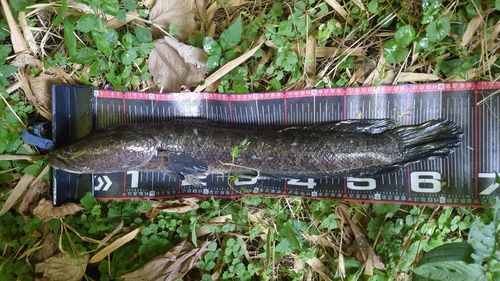 カムルチーの釣果