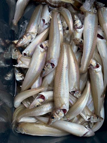 キスの釣果