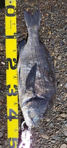 クロダイの釣果