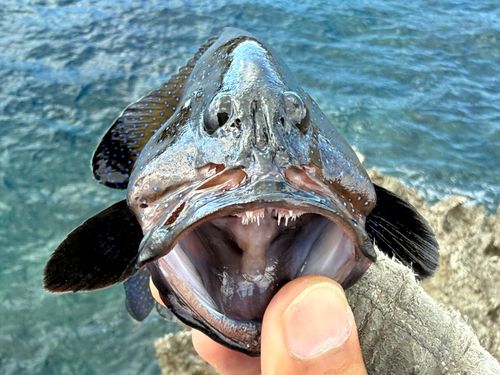 アオノメハタの釣果