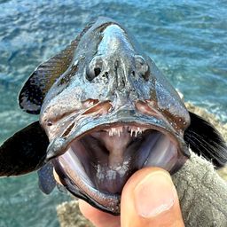 アオノメハタ