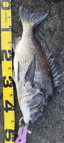クロダイの釣果