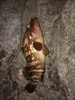 キジハタの釣果