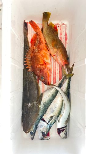 マゴチの釣果