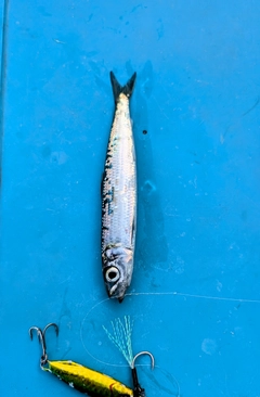 ウルメイワシの釣果