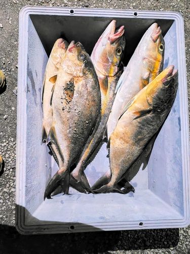 ショゴの釣果