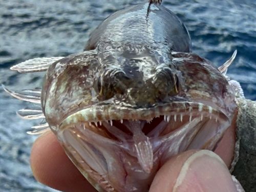 ミナミアカエソの釣果