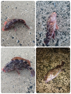 カサゴの釣果