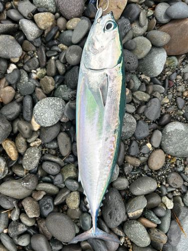 マルソウダの釣果