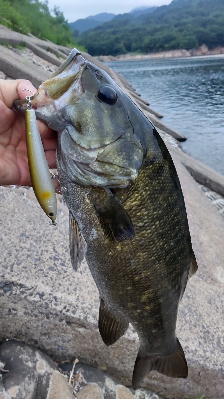 スモールマウスバス