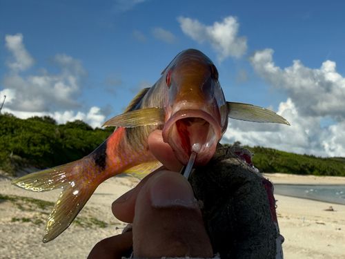 オジサンの釣果