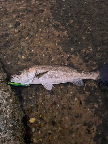 スズキの釣果