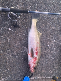 セイゴ（マルスズキ）の釣果