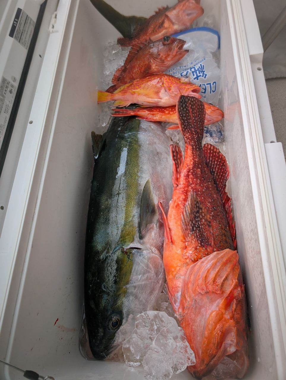 リリースサイズさんの釣果 3枚目の画像