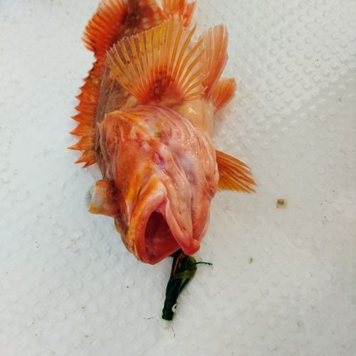 ウッカリカサゴの釣果