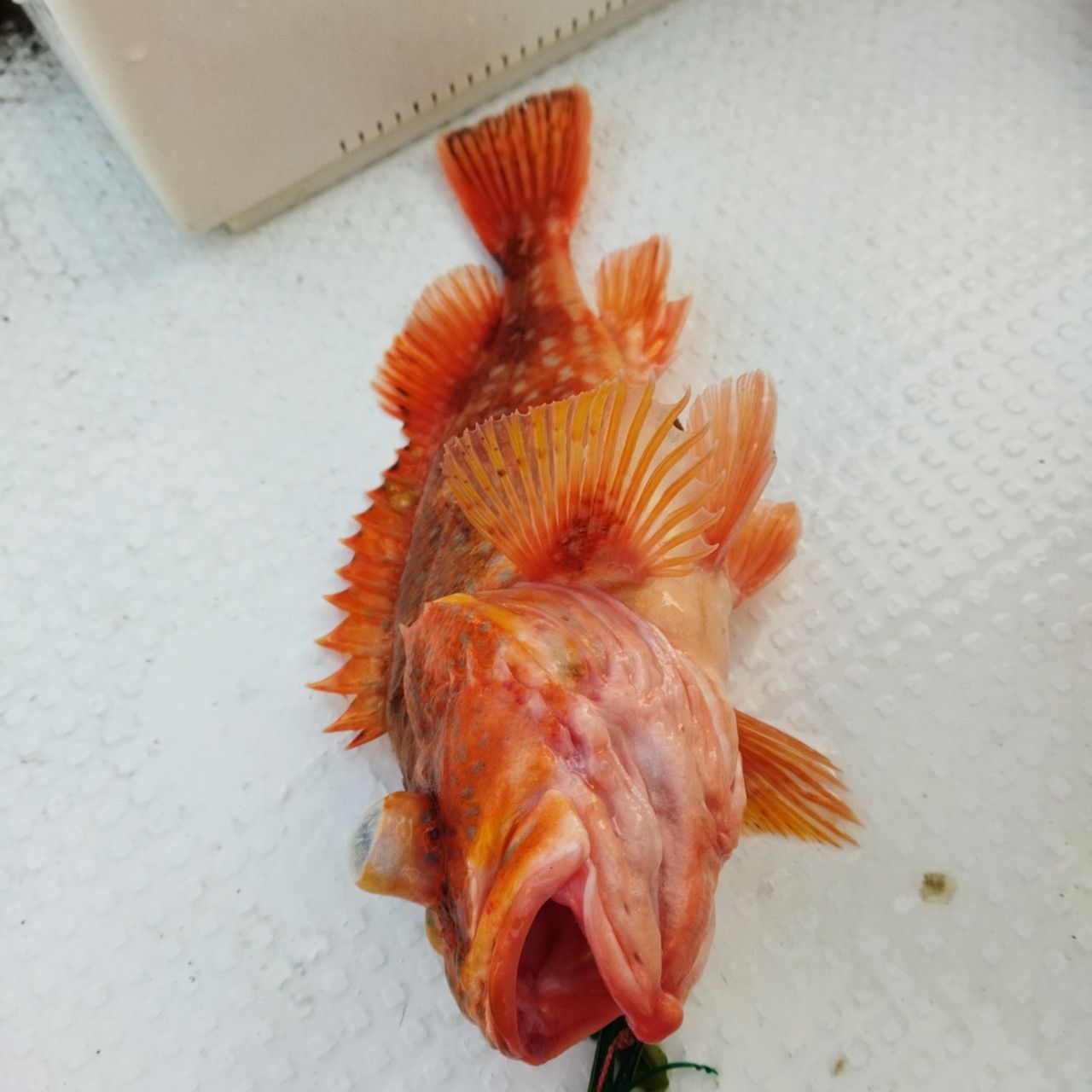 ウッカリカサゴ