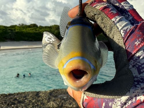 ムラサメモンガラの釣果