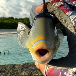 ムラサメモンガラ