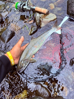 ヤマメの釣果