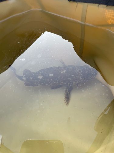 ガシラの釣果
