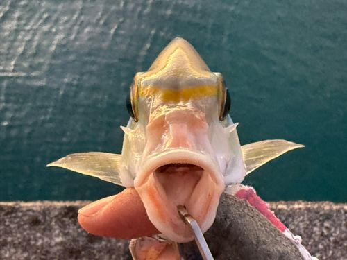 ヒトスジタマガシラの釣果