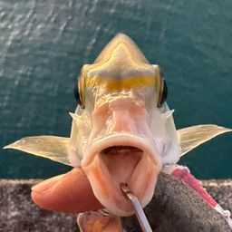 ヒトスジタマガシラ