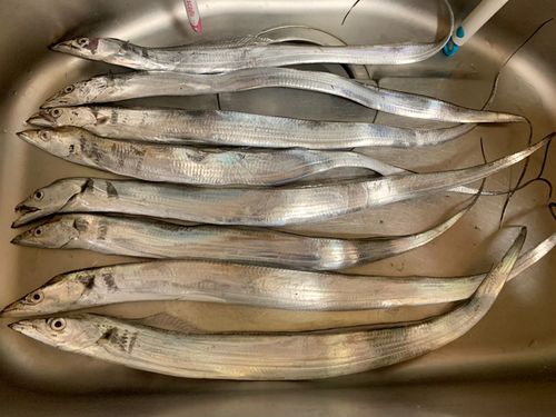 タチウオの釣果