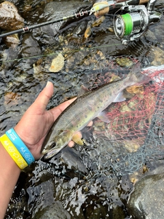 ヤマメの釣果