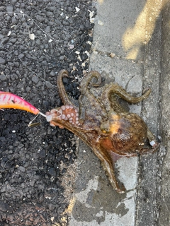 タコの釣果