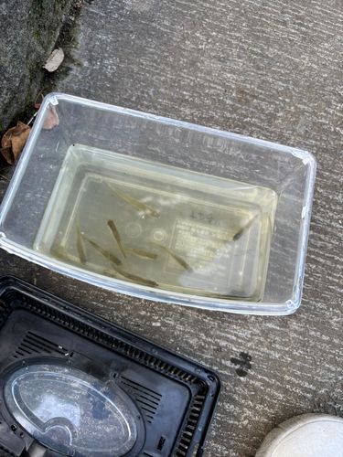 タイリクバラタナゴの釣果