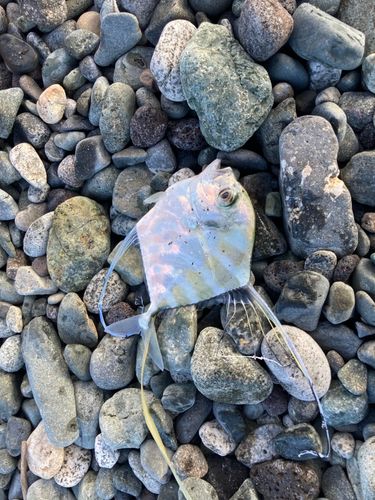 イトヒキアジの釣果