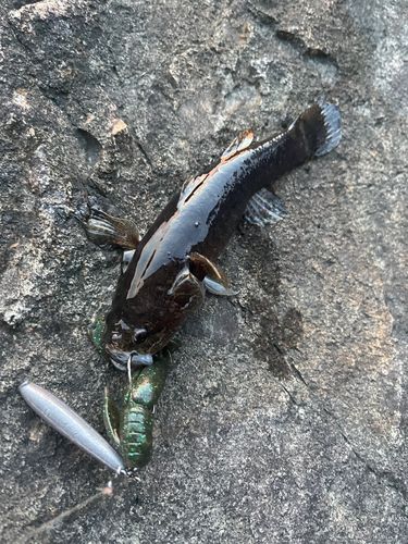 カワアナゴの釣果