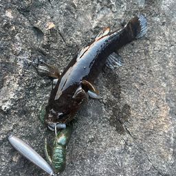 カワアナゴ