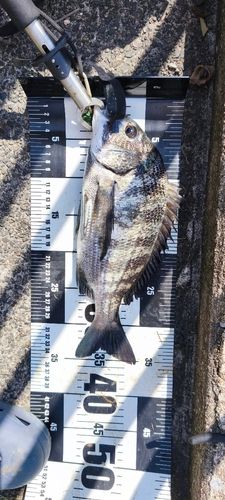 チヌの釣果