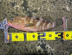 キジハタの釣果