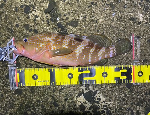 キジハタの釣果